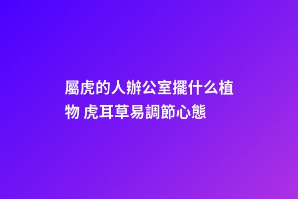屬虎的人辦公室擺什么植物 虎耳草易調節心態